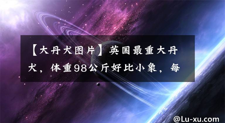 【大丹犬图片】英国最重大丹犬，体重98公斤好比小象，每周吃掉16公斤食物