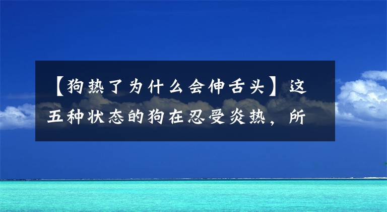 【狗热了为什么会伸舌头】这五种状态的狗在忍受炎热，所以要给家里降温