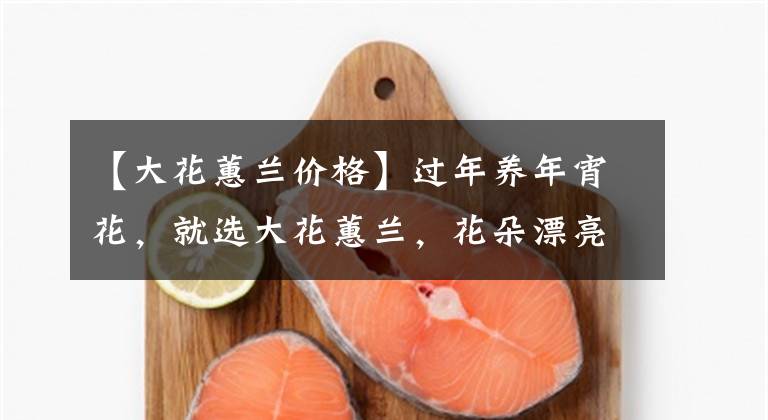 【大花蕙兰价格】过年养年宵花，就选大花蕙兰，花朵漂亮又喜庆