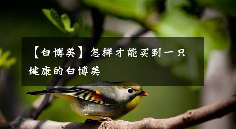 【白博美】怎样才能买到一只健康的白博美
