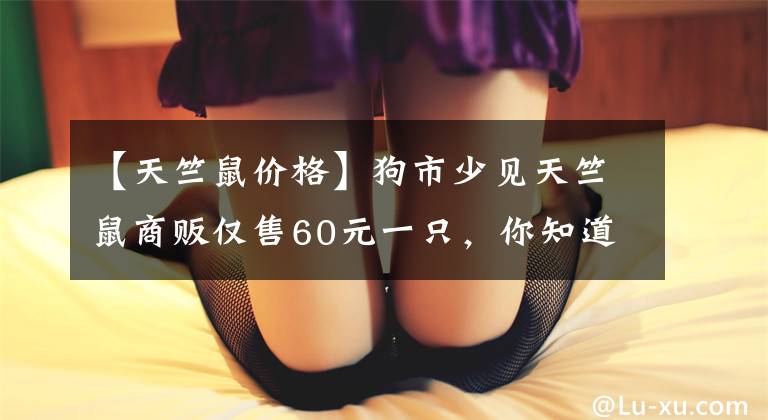 【天竺鼠价格】狗市少见天竺鼠商贩仅售60元一只，你知道这种宠物吗？