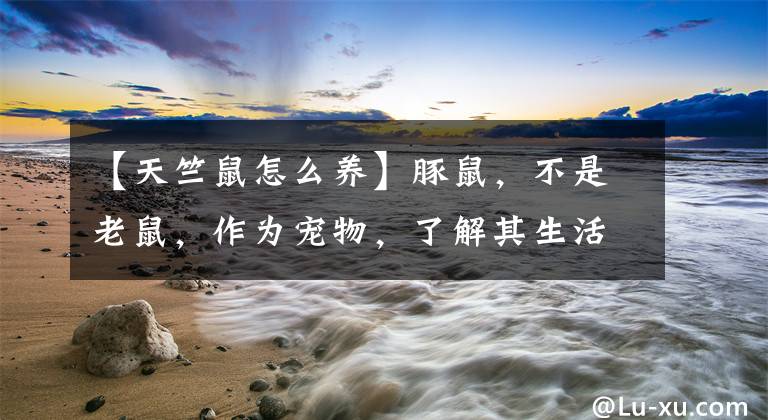 【天竺鼠怎么养】豚鼠，不是老鼠，作为宠物，了解其生活习性和饲养管理，很好养
