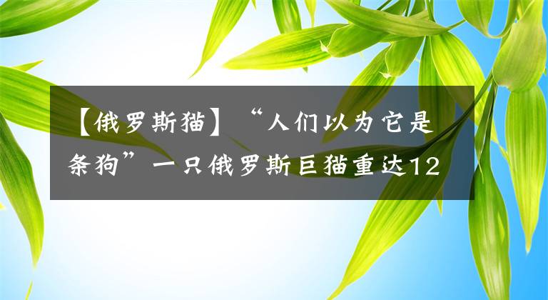 【俄罗斯猫】“人们以为它是条狗”一只俄罗斯巨猫重达12.7公斤，有望打破世界纪录