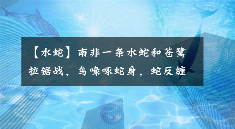 【水蛇】南非一条水蛇和苍鹭拉锯战，鸟喙啄蛇身，蛇反缠鸟喙，谁赢谁负？