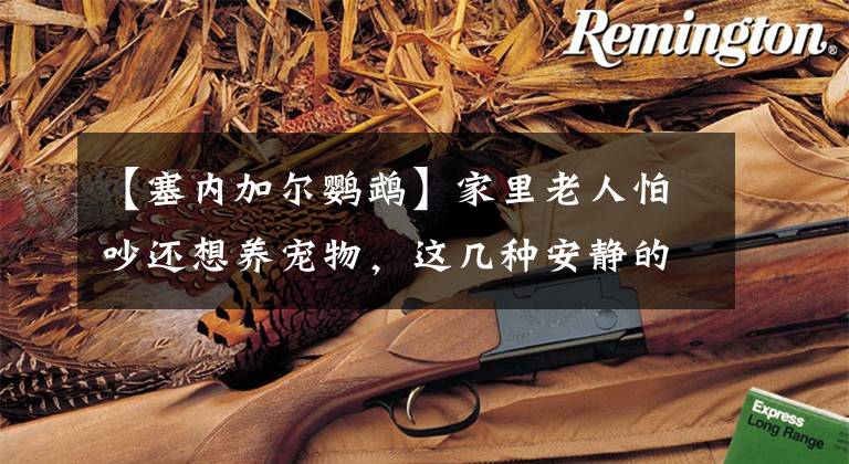 【塞内加尔鹦鹉】家里老人怕吵还想养宠物，这几种安静的飞鸟可能是不错的选择