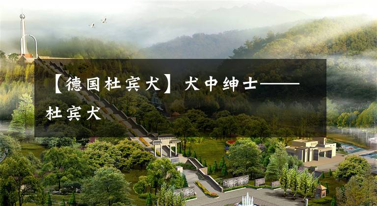 【德国杜宾犬】犬中绅士——杜宾犬