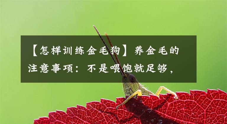 【怎样训练金毛狗】养金毛的注意事项：不是喂饱就足够，有些事情在幼犬期就要注意