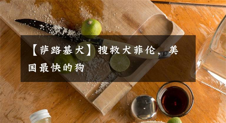 【萨路基犬】搜救犬菲伦，美国最快的狗
