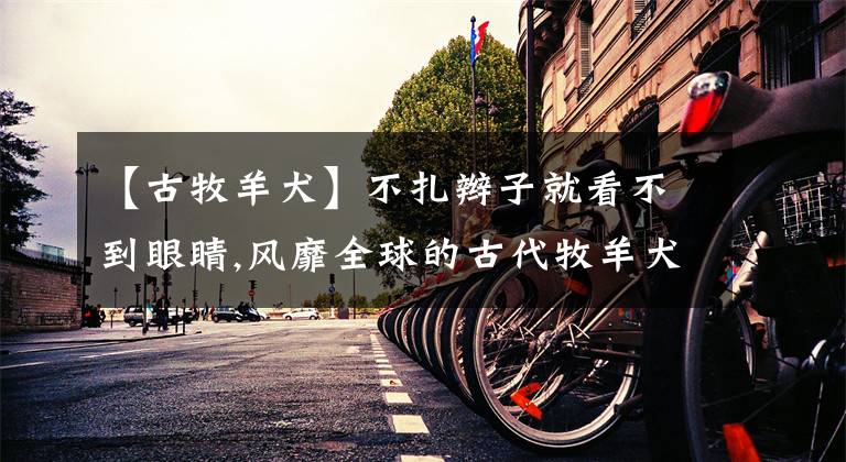 【古牧羊犬】不扎辫子就看不到眼睛,风靡全球的古代牧羊犬