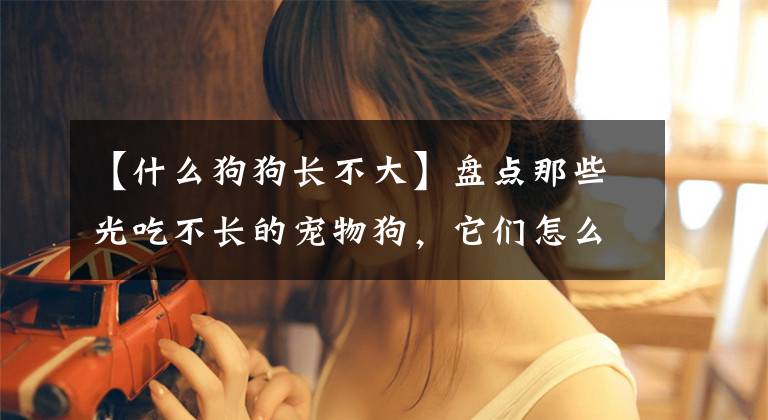 【什么狗狗长不大】盘点那些光吃不长的宠物狗，它们怎么就长不大呢？