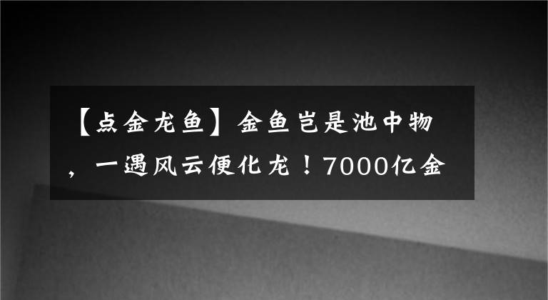 【点金龙鱼】金鱼岂是池中物，一遇风云便化龙！7000亿金龙鱼与海天味业的“油茅”之争……