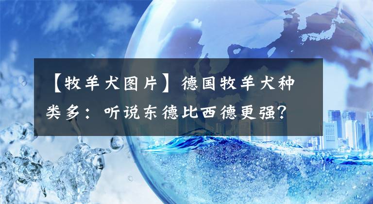 【牧羊犬图片】德国牧羊犬种类多：听说东德比西德更强？然而东德牧羊犬并不存在