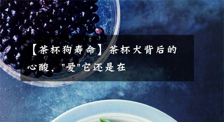 【茶杯狗寿命】茶杯犬背后的心酸，"爱"它还是在"害"它？