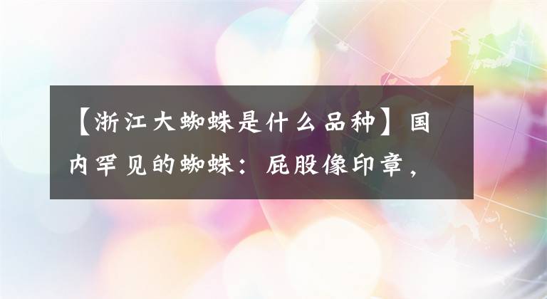 【浙江大蜘蛛是什么品种】国内罕见的蜘蛛：屁股像印章，部分网民称之为“蜘蛛院长”