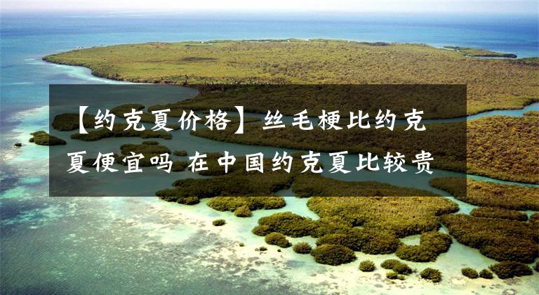 【约克夏价格】丝毛梗比约克夏便宜吗 在中国约克夏比较贵