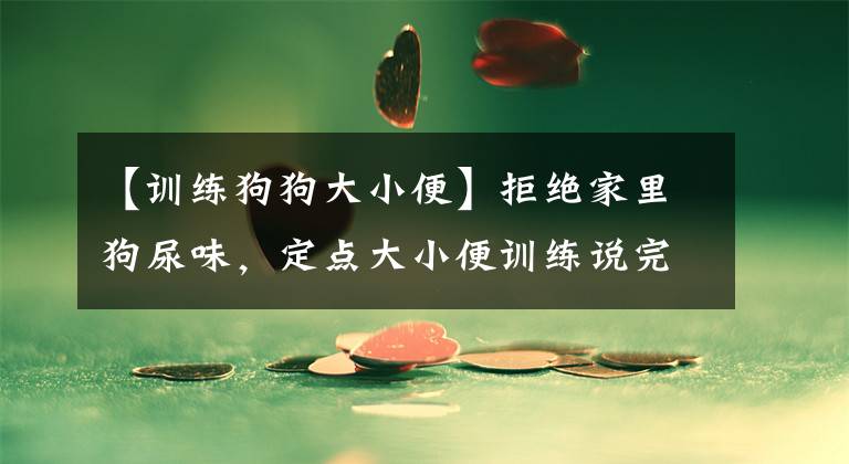 【训练狗狗大小便】拒绝家里狗尿味，定点大小便训练说完，看看训犬师的关键建议