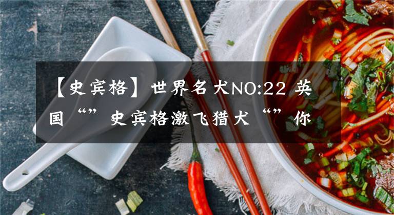 【史宾格】世界名犬NO:22 英国“”史宾格激飞猎犬“”你了解多少？