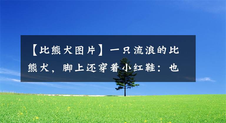【比熊犬图片】一只流浪的比熊犬，脚上还穿着小红鞋：也曾是谁家的小可爱呀