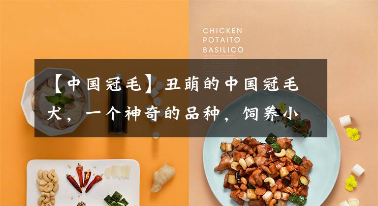 【中国冠毛】丑萌的中国冠毛犬，一个神奇的品种，饲养小攻略