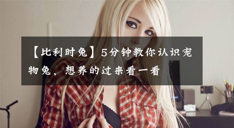 【比利时兔】5分钟教你认识宠物兔，想养的过来看一看