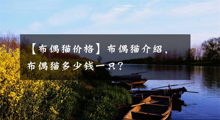 【布偶猫价格】布偶猫介绍，布偶猫多少钱一只？
