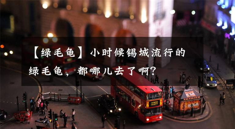 【绿毛龟】小时候锡城流行的绿毛龟，都哪儿去了啊？
