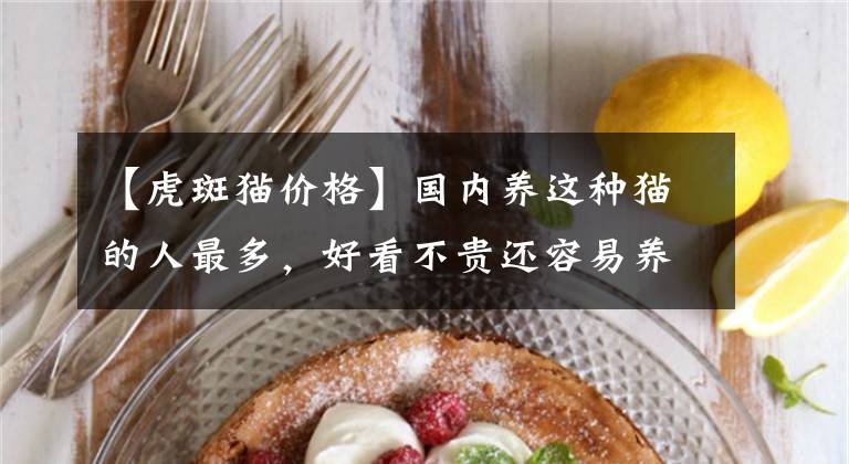 【虎斑猫价格】国内养这种猫的人最多，好看不贵还容易养，你养了吗？