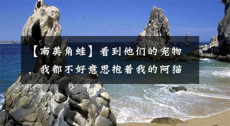 【南美角蛙】看到他们的宠物，我都不好意思抱着我的阿猫阿狗出门了
