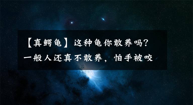 【真鳄龟】这种龟你敢养吗？一般人还真不敢养，怕手被咬掉