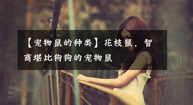 【宠物鼠的种类】花枝鼠，智商堪比狗狗的宠物鼠