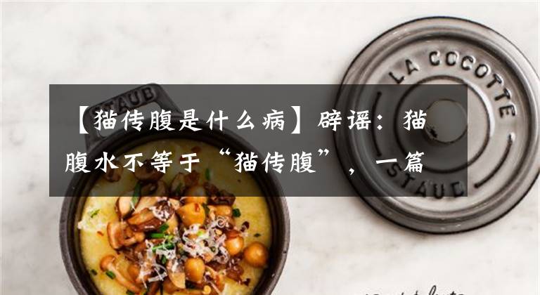【猫传腹是什么病】辟谣：猫腹水不等于“猫传腹”，一篇文章告诉你猫腹水到底是什么