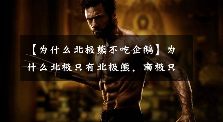 【为什么北极熊不吃企鹅】为什么北极只有北极熊，南极只有企鹅？北极熊是怎样来到北极的？