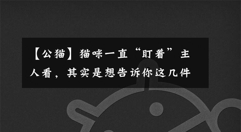 【公猫】猫咪一直“盯着”主人看，其实是想告诉你这几件事