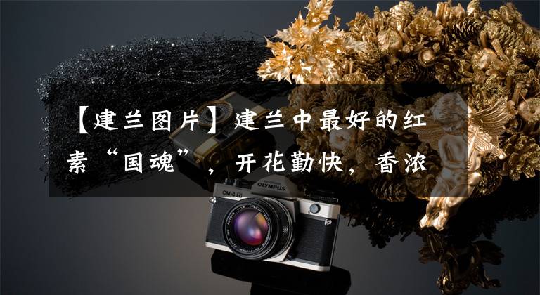 【建兰图片】建兰中最好的红素“国魂”，开花勤快，香浓四溢，新手也能养好