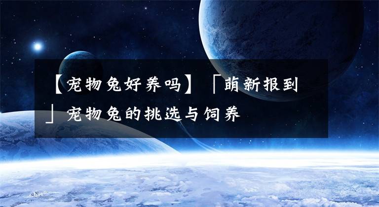 【宠物兔好养吗】「萌新报到」宠物兔的挑选与饲养