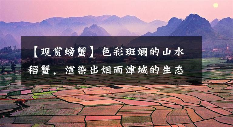 【观赏螃蟹】色彩斑斓的山水稻蟹，渲染出烟雨津城的生态之美
