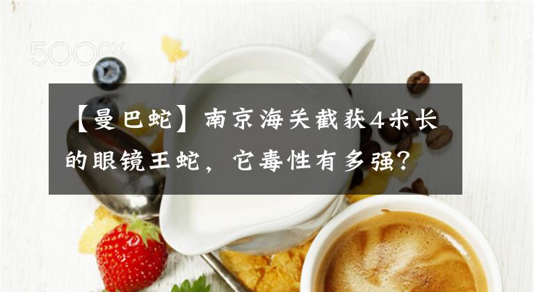 【曼巴蛇】南京海关截获4米长的眼镜王蛇，它毒性有多强？不幸遇到怎么办？