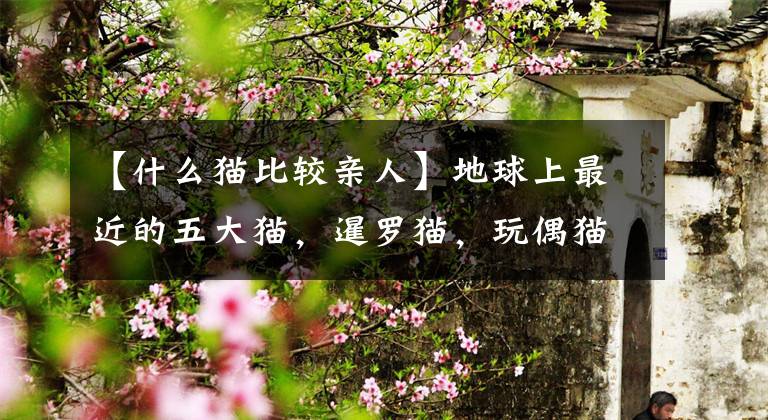 【什么猫比较亲人】地球上最近的五大猫，暹罗猫，玩偶猫头衔，你喜欢吗？