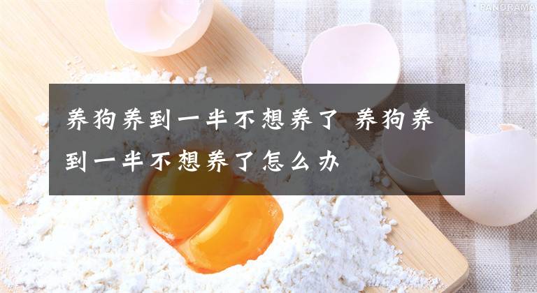 养狗养到一半不想养了 养狗养到一半不想养了怎么办