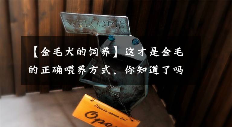 【金毛犬的饲养】这才是金毛的正确喂养方式，你知道了吗？