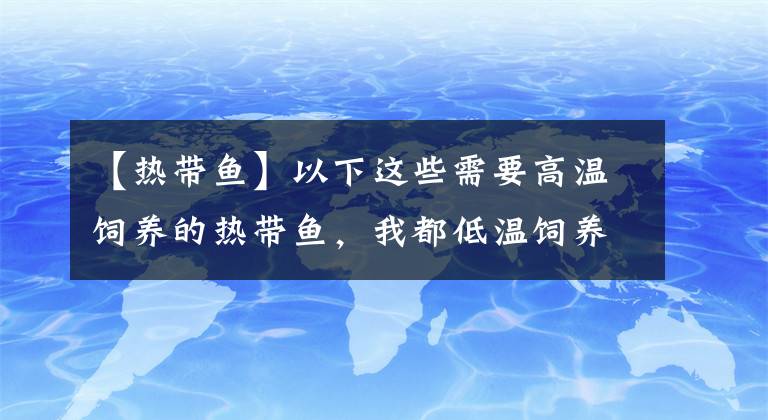 【热带鱼】以下这些需要高温饲养的热带鱼，我都低温饲养过，也没有什么问题