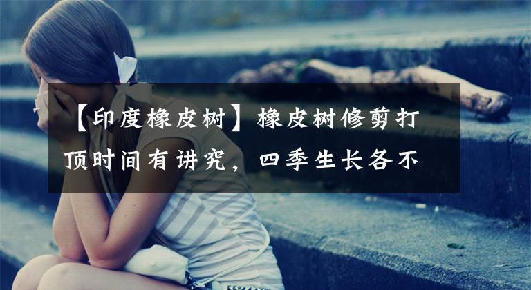 【印度橡皮树】橡皮树修剪打顶时间有讲究，四季生长各不同，选对季节最重要