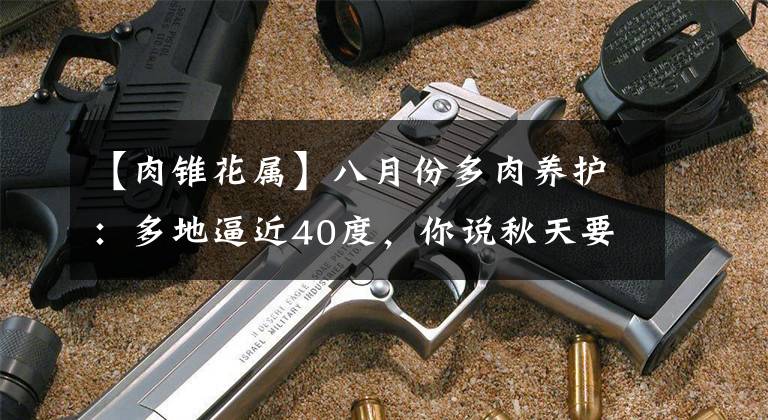 【肉锥花属】八月份多肉养护：多地逼近40度，你说秋天要来了？别闹了！