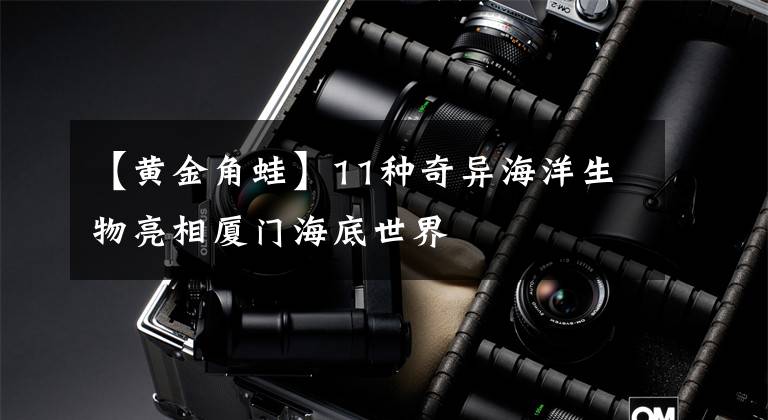 【黄金角蛙】11种奇异海洋生物亮相厦门海底世界