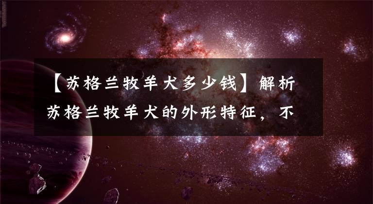 【苏格兰牧羊犬多少钱】解析苏格兰牧羊犬的外形特征，不要再认错了哦！