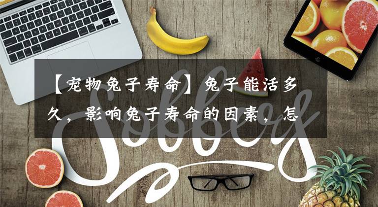 【宠物兔子寿命】兔子能活多久，影响兔子寿命的因素，怎么才能让兔子更长寿