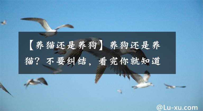【养猫还是养狗】养狗还是养猫？不要纠结，看完你就知道了