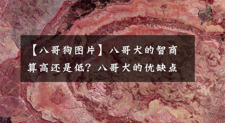 【八哥狗图片】八哥犬的智商算高还是低？八哥犬的优缺点