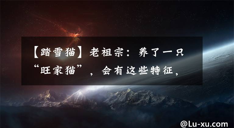 【踏雪猫】老祖宗：养了一只“旺家猫”，会有这些特征，你家有吗？