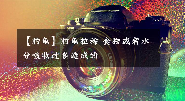 【豹龟】豹龟拉稀 食物或者水分吸收过多造成的